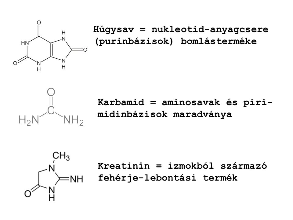 Húgysav = nukleotid-anyagcsere (purinbázisok) bomlásterméke