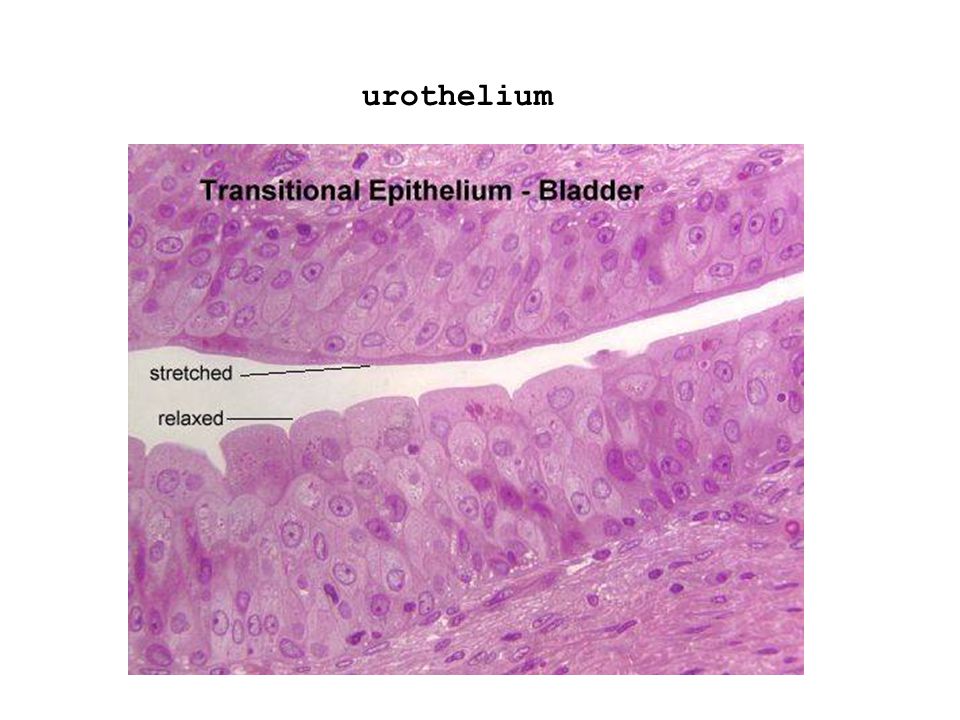 urothelium