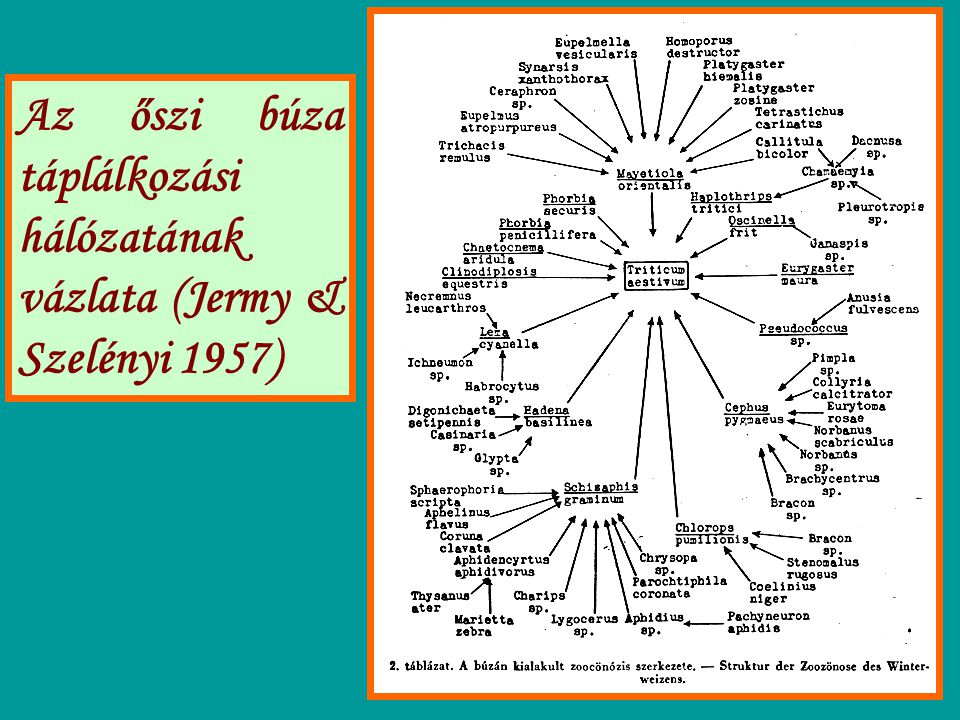 Az őszi búza táplálkozási hálózatának vázlata (Jermy & Szelényi 1957)