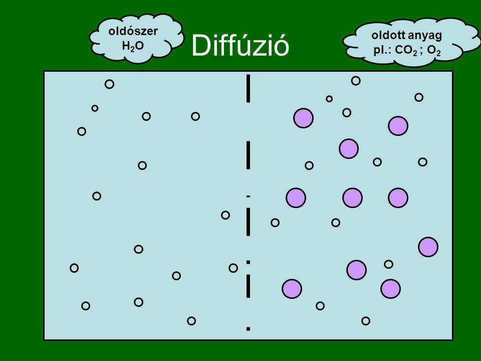 Diffúzió oldószer H2O oldott anyag pl.: CO2 ; O2