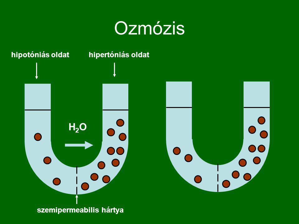 Ozmózis hipotóniás oldat hipertóniás oldat H2O szemipermeabilis hártya