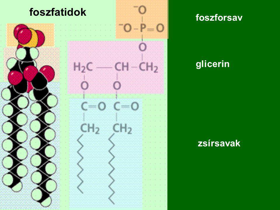 foszfatidok foszforsav glicerin zsírsavak