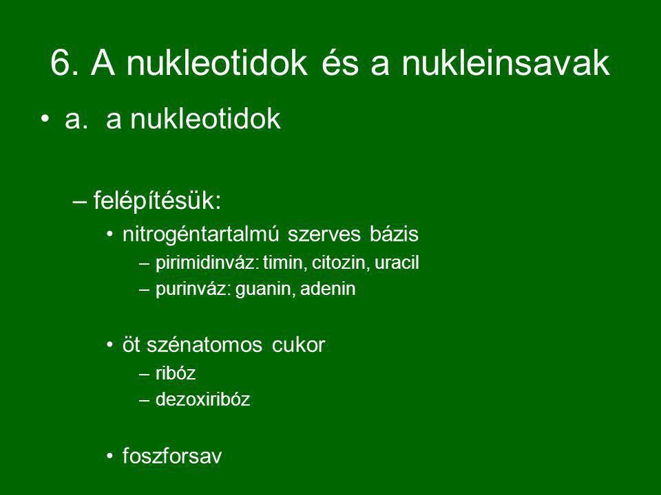 6. A nukleotidok és a nukleinsavak