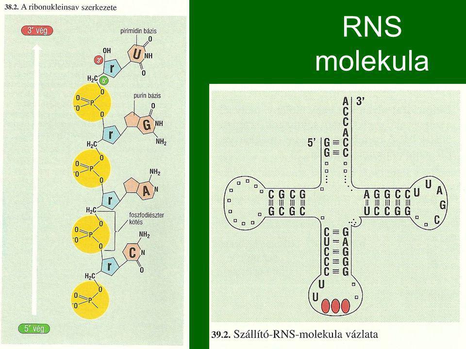 RNS molekula