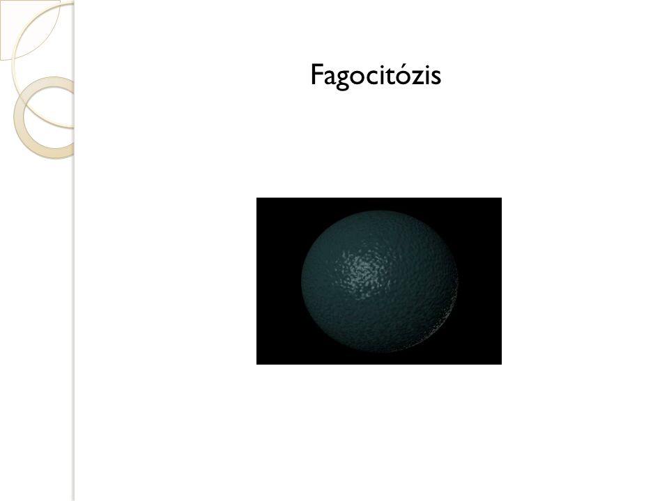 Fagocitózis