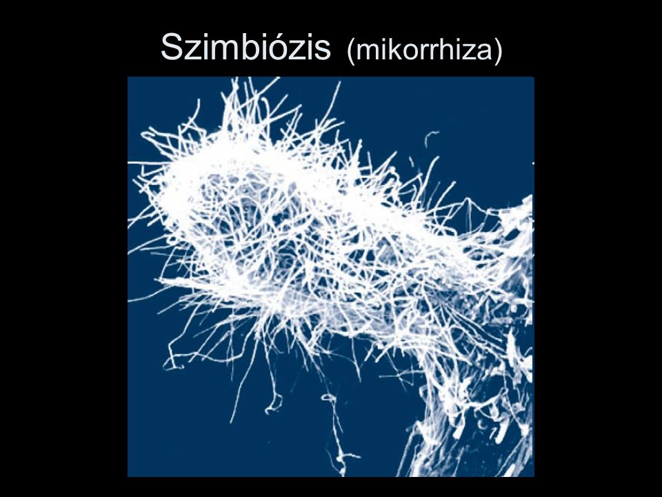 Szimbiózis (mikorrhiza)