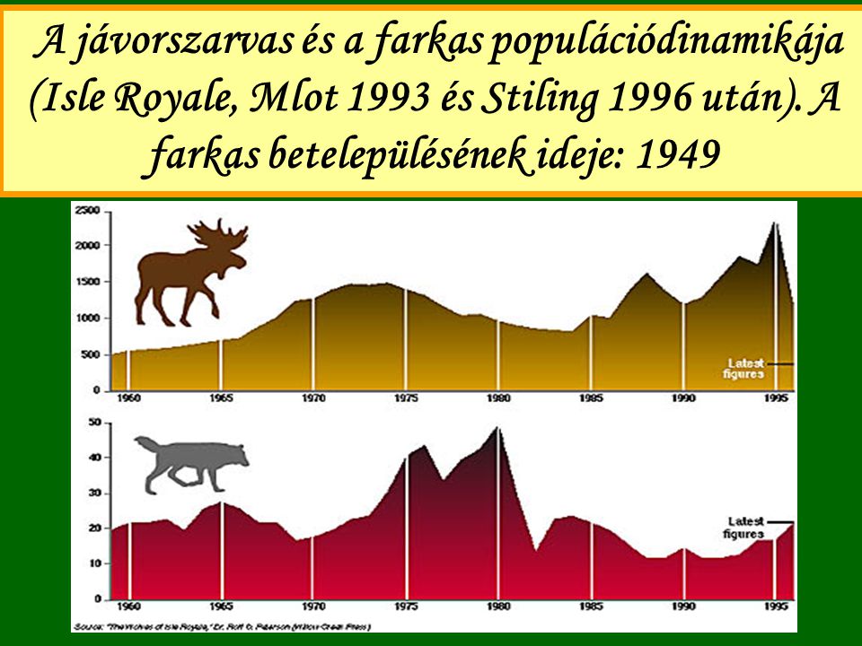 A jávorszarvas és a farkas populációdinamikája (Isle Royale, Mlot 1993 és Stiling 1996 után).
