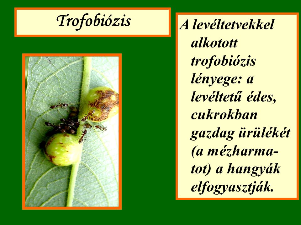 Trofobiózis A levéltetvekkel alkotott trofobiózis lényege: a levéltetű édes, cukrokban gazdag ürülékét (a mézharma-tot) a hangyák elfogyasztják.