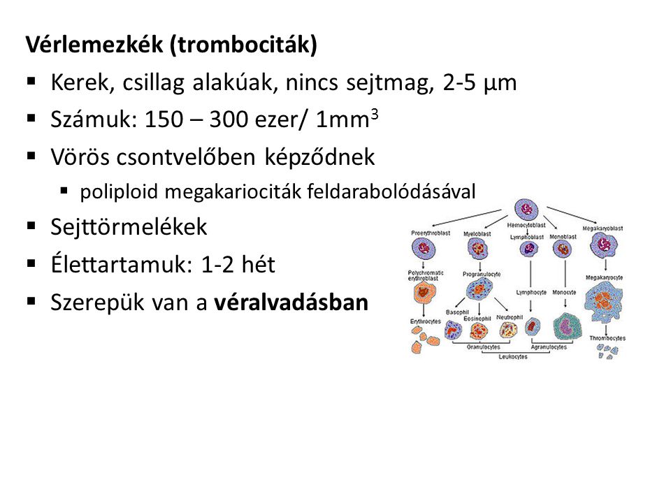 Vérlemezkék (trombociták)