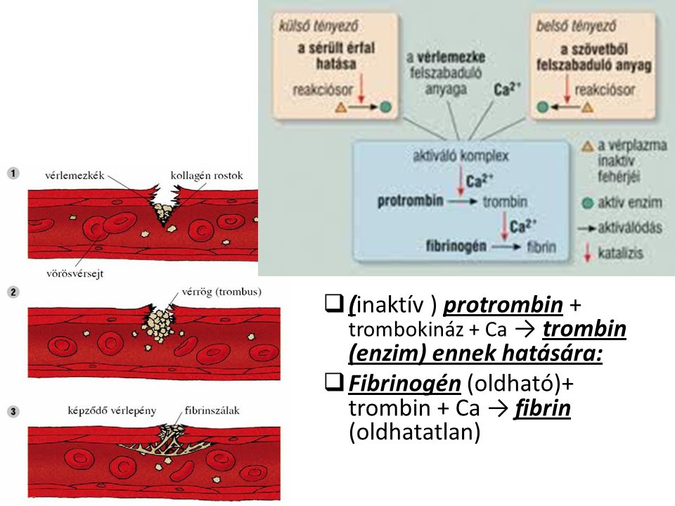 (inaktív ) protrombin + trombokináz + Ca → trombin (enzim) ennek hatására: