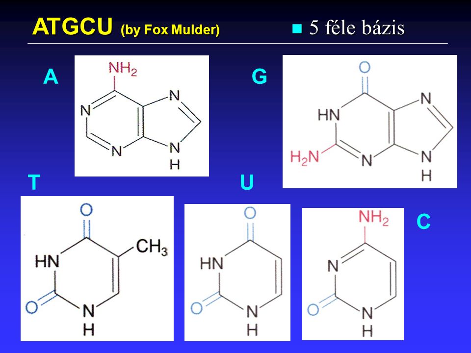 ATGCU (by Fox Mulder) 5 féle bázis A G T U C