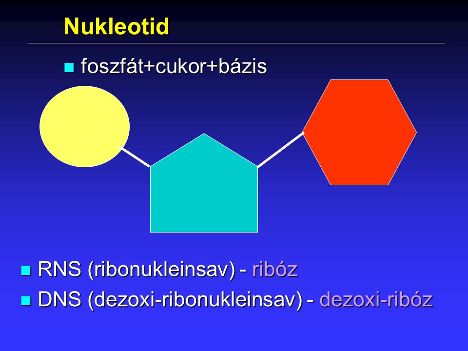 Nukleotid foszfát+cukor+bázis RNS (ribonukleinsav) - ribóz