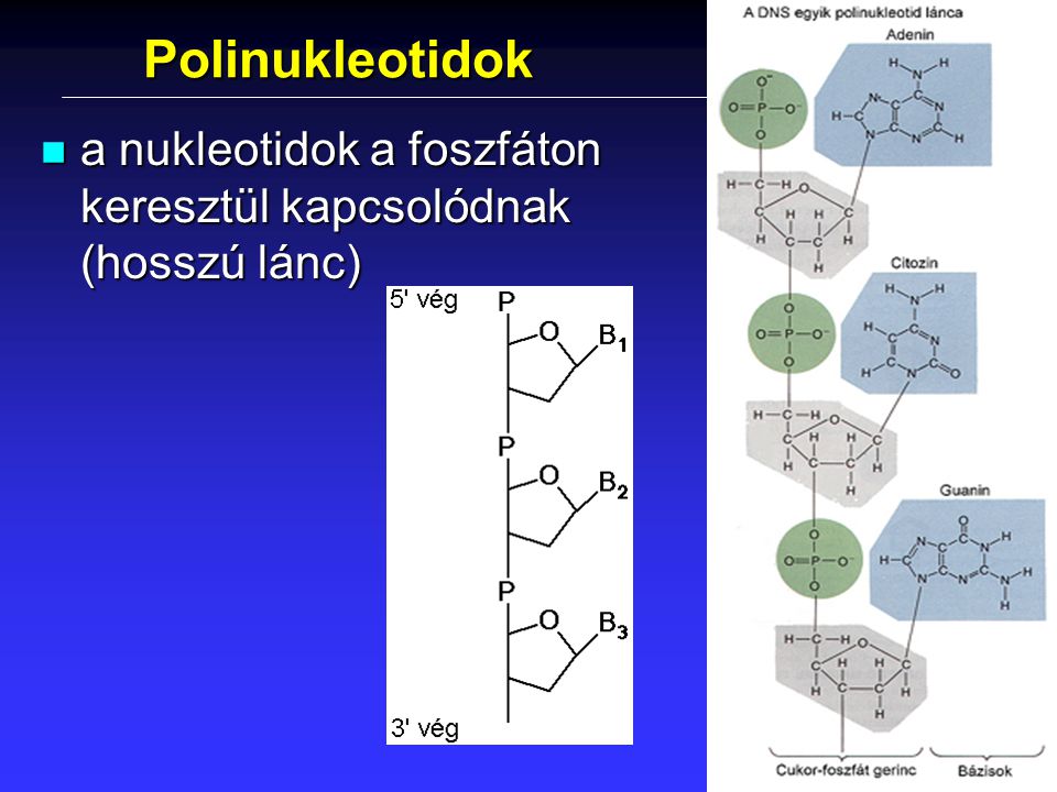 Polinukleotidok a nukleotidok a foszfáton keresztül kapcsolódnak (hosszú lánc)