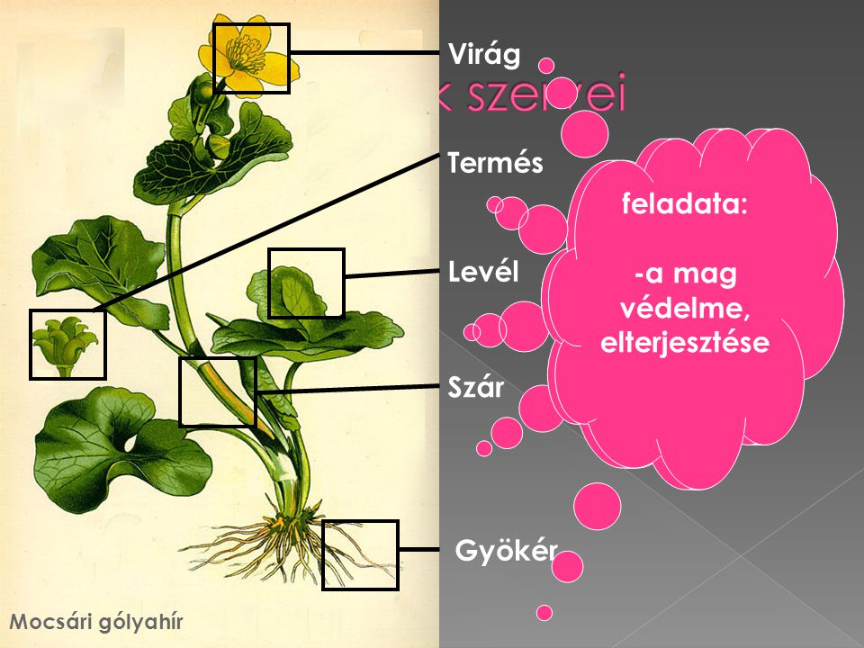 A zárvatermők szervei Virág feladata: -fotoszintézis -párologtatás