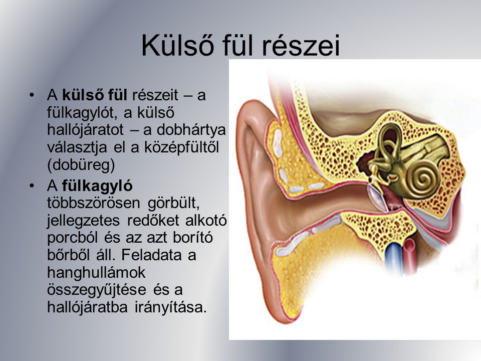 Külső fül részei A külső fül részeit – a fülkagylót, a külső hallójáratot – a dobhártya választja el a középfültől (dobüreg)