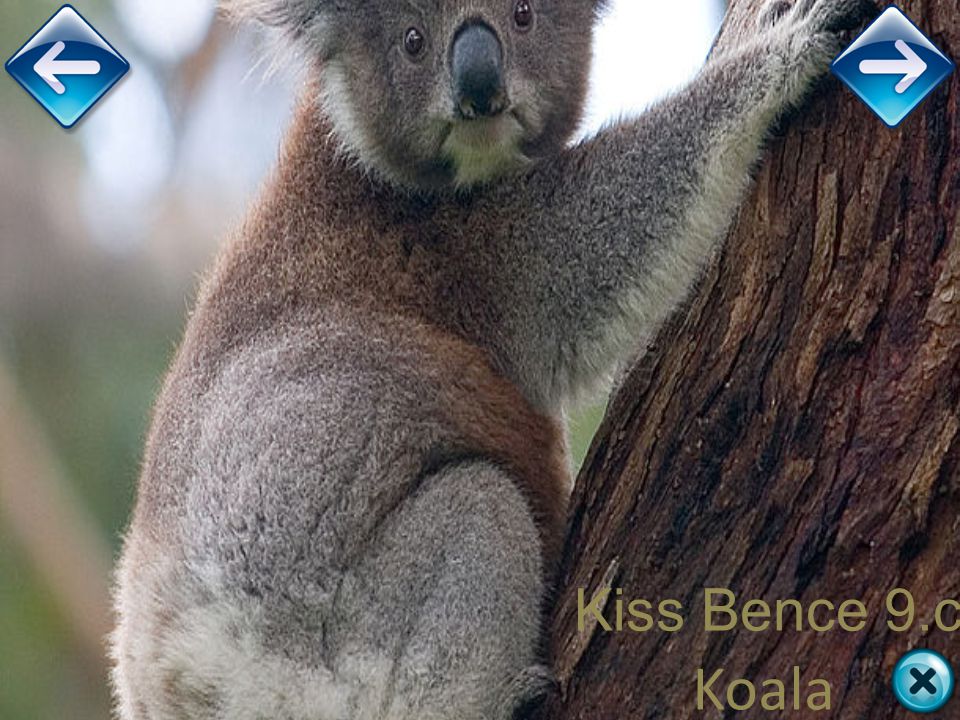 Kiss Bence 9.c Koala