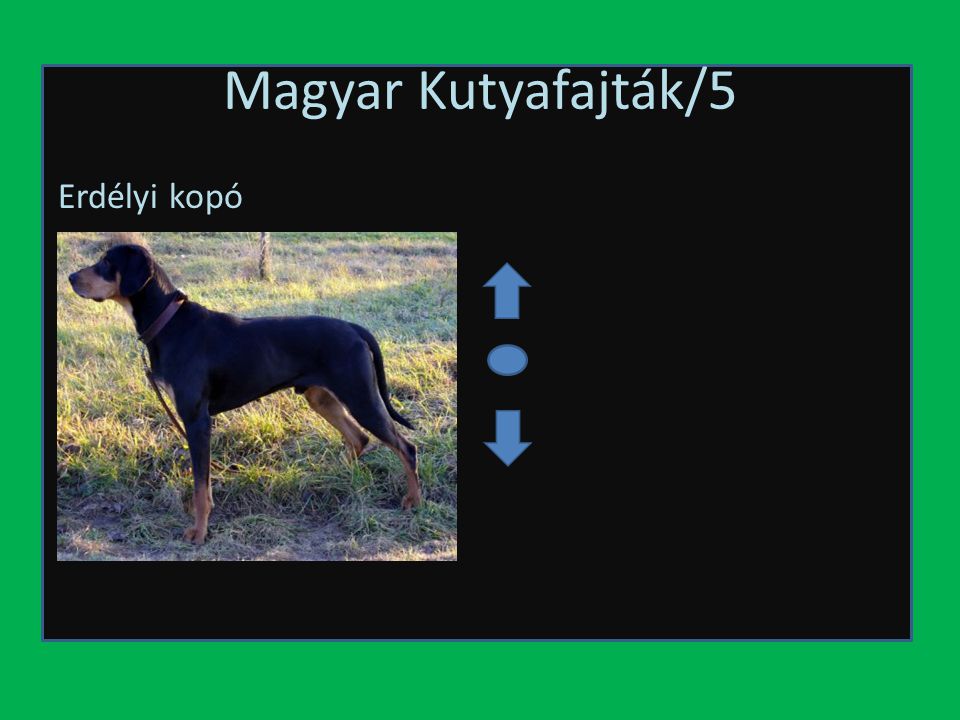 Magyar Kutyafajták/5 Erdélyi kopó