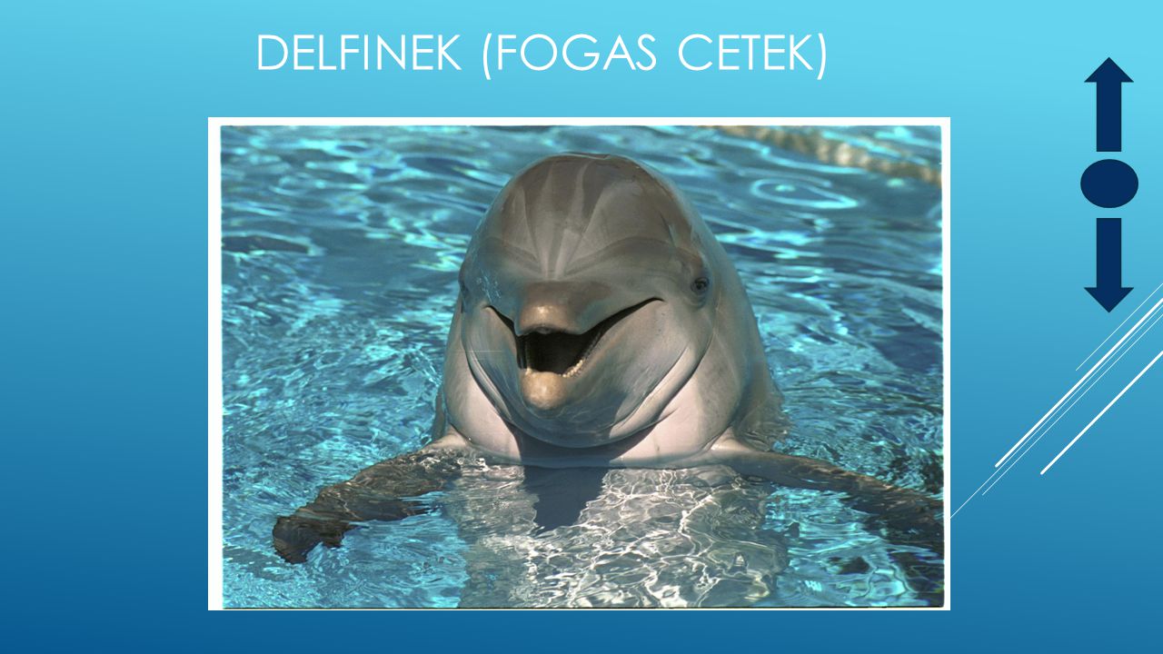 Delfinek (Fogas cetek)