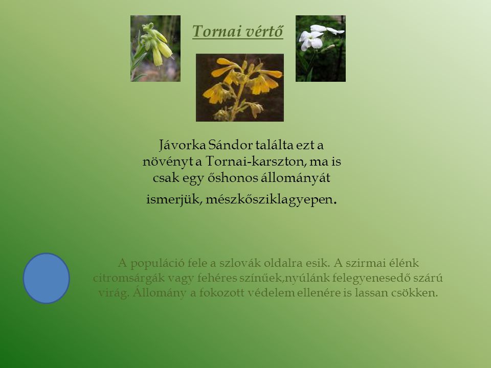 Tornai vértő Jávorka Sándor találta ezt a növényt a Tornai-karszton, ma is csak egy őshonos állományát ismerjük, mészkősziklagyepen.