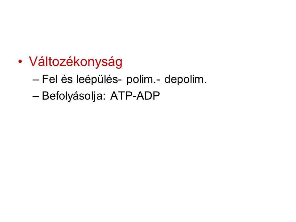 Változékonyság Fel és leépülés- polim.- depolim. Befolyásolja: ATP-ADP