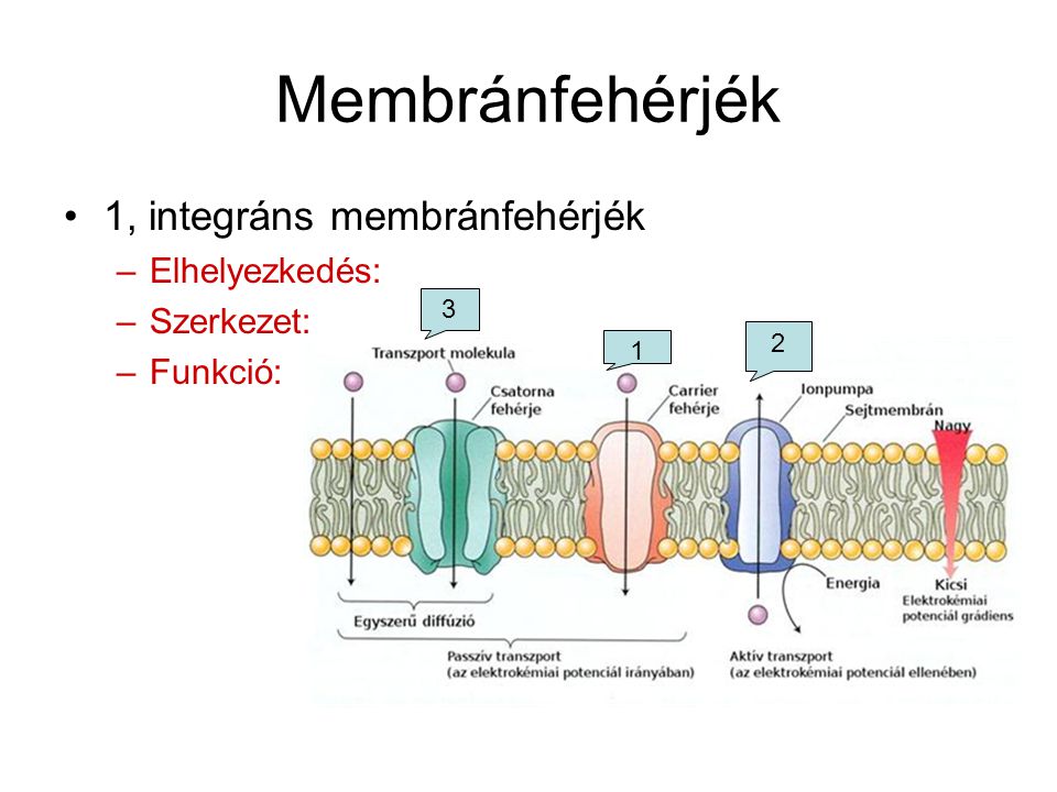 Membránfehérjék 1, integráns membránfehérjék Elhelyezkedés: Szerkezet: