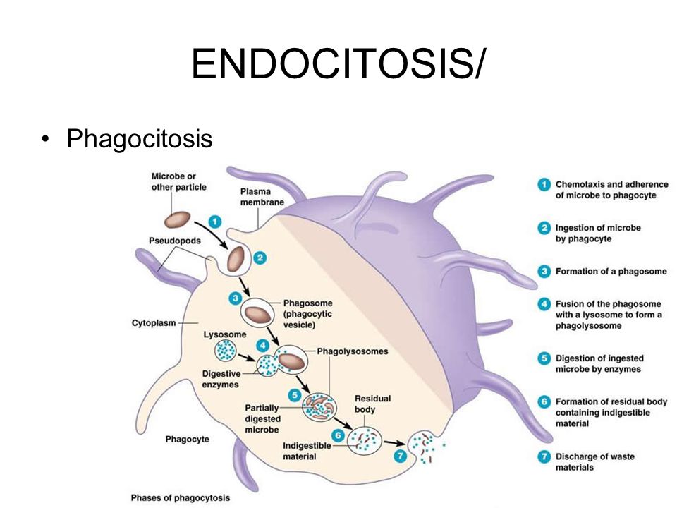 ENDOCITOSIS/ Phagocitosis