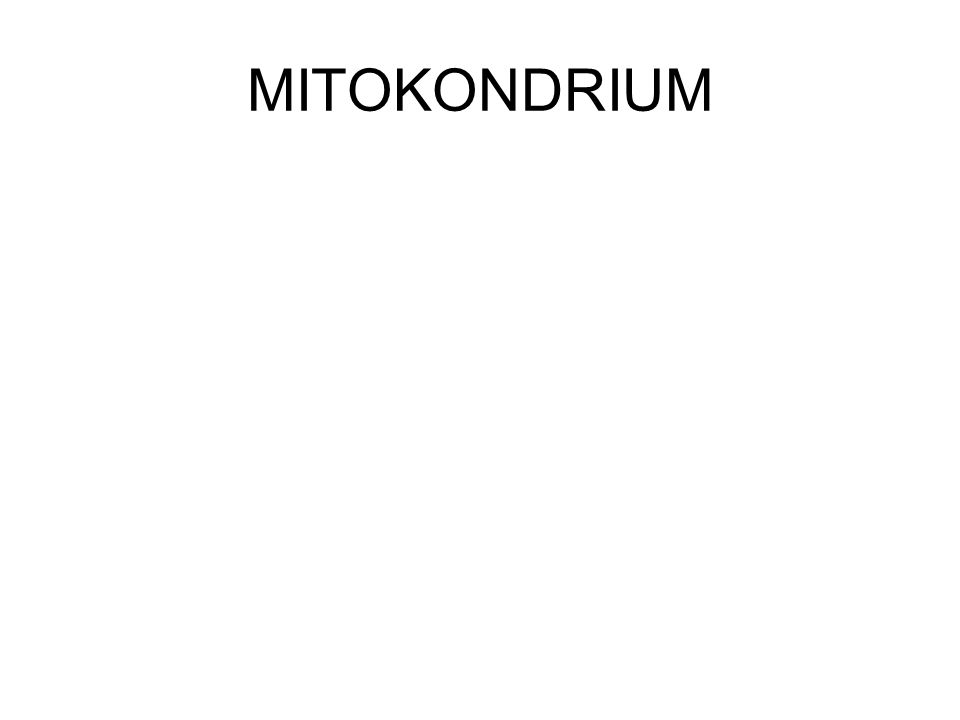 MITOKONDRIUM