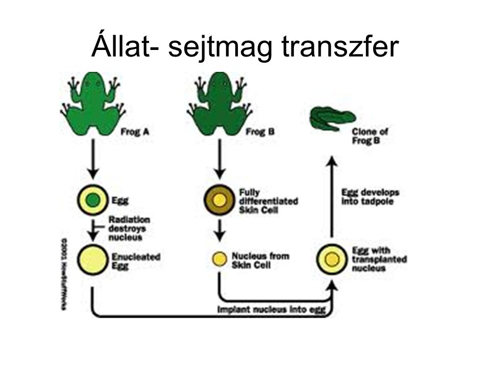 Állat- sejtmag transzfer