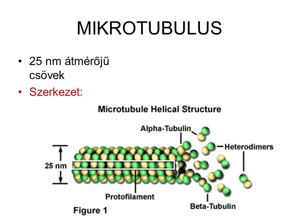 MIKROTUBULUS 25 nm átmérőjű csövek Szerkezet: