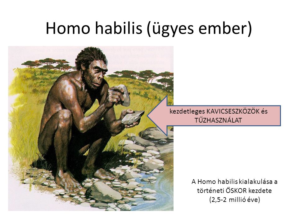 Homo habilis (ügyes ember)