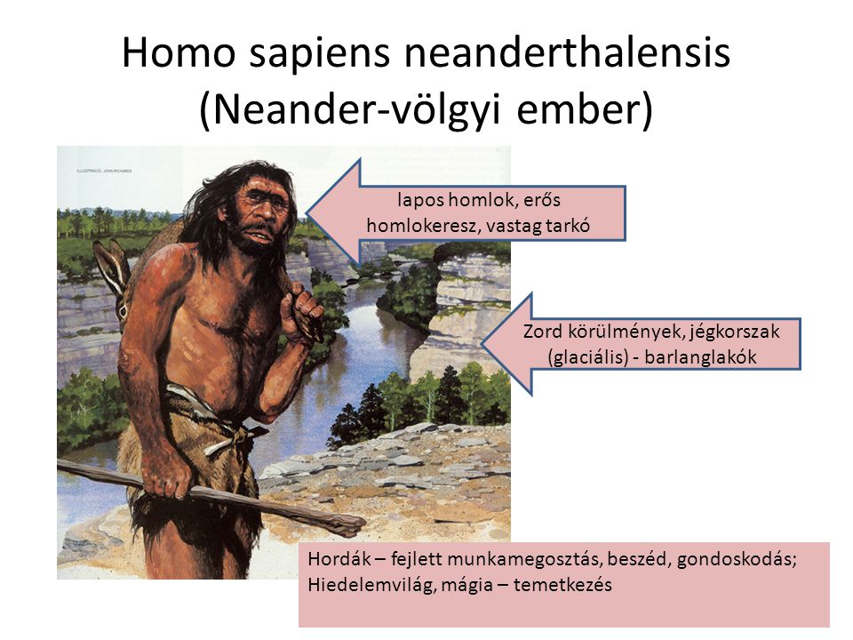 Homo sapiens neanderthalensis (Neander-völgyi ember)