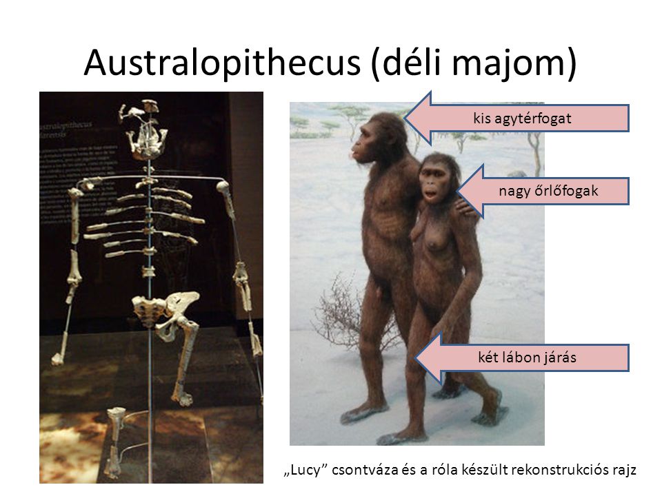 Australopithecus (déli majom)