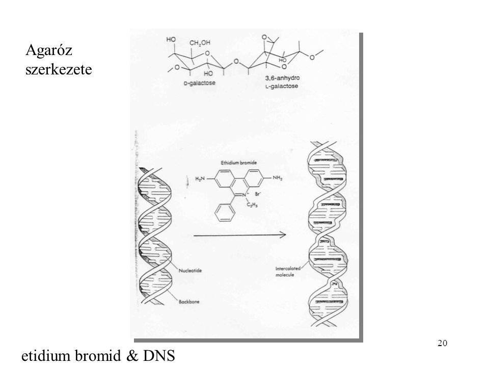 Agaróz szerkezete etidium bromid & DNS