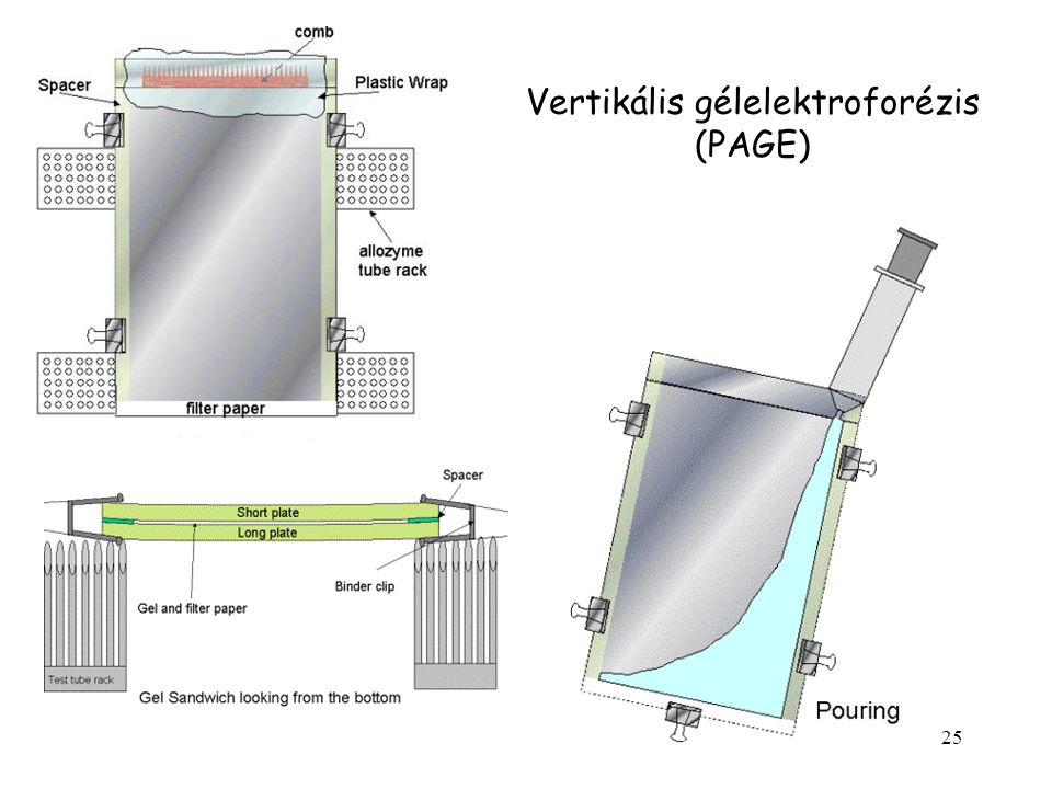 Vertikális gélelektroforézis (PAGE)