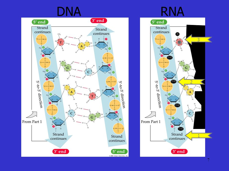 DNA RNA 1 U H 3 OH 2