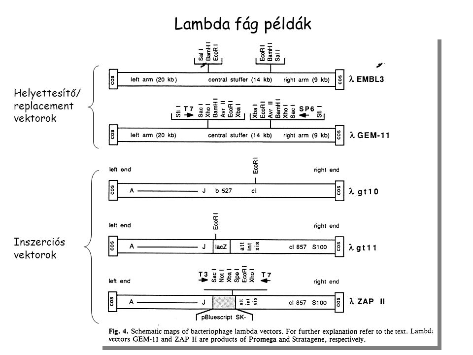 Lambda fág példák Helyettesítő/ replacement vektorok