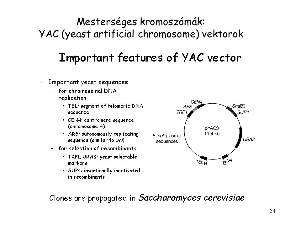 Mesterséges kromoszómák: YAC (yeast artificial chromosome) vektorok
