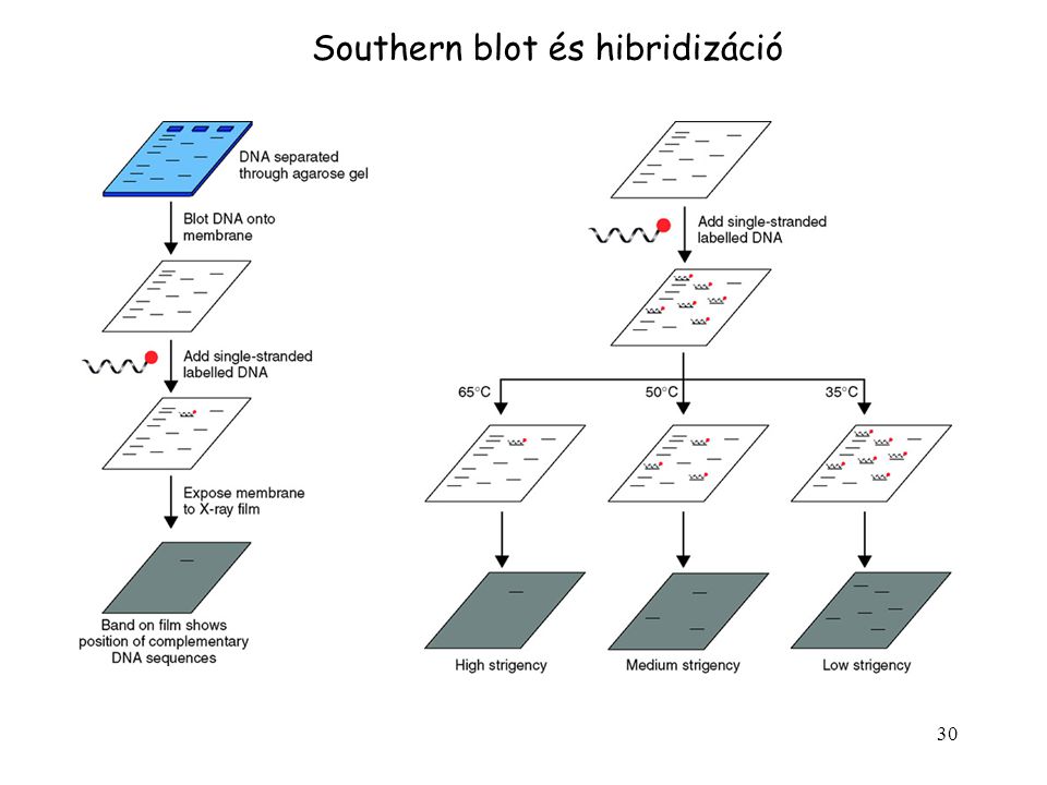 Southern blot és hibridizáció