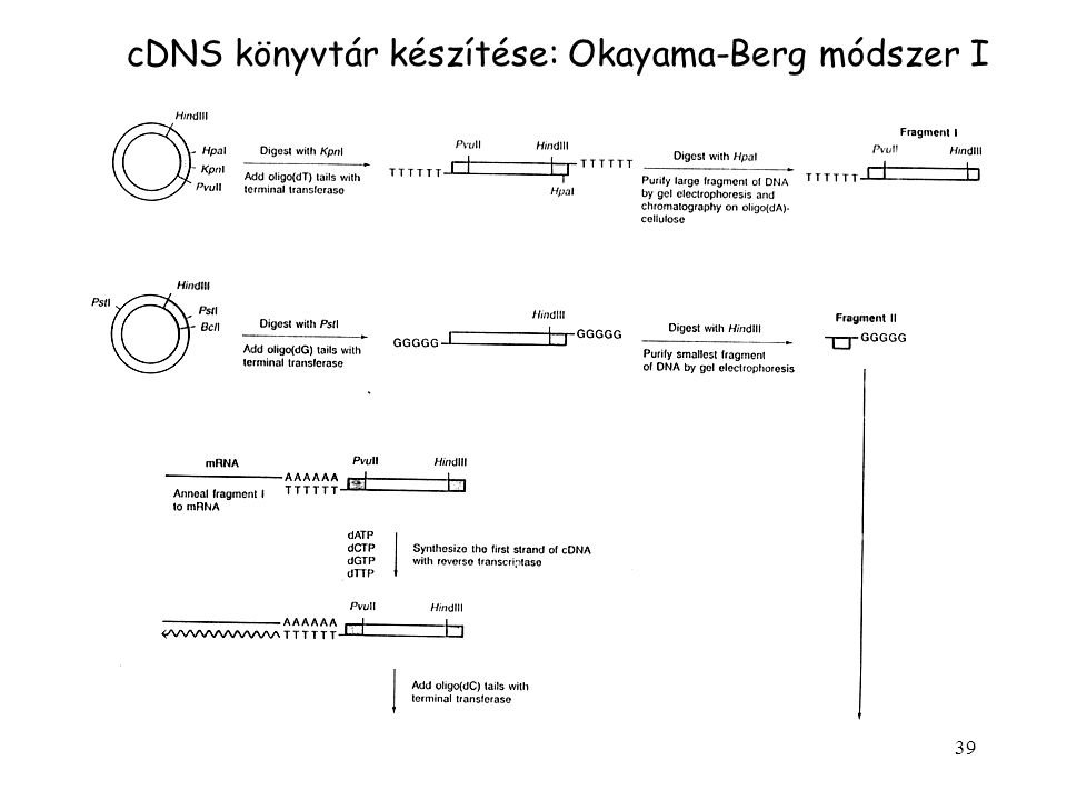 cDNS könyvtár készítése: Okayama-Berg módszer I