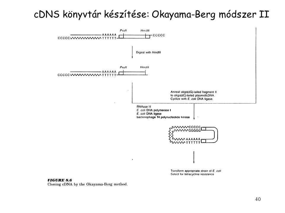 cDNS könyvtár készítése: Okayama-Berg módszer II