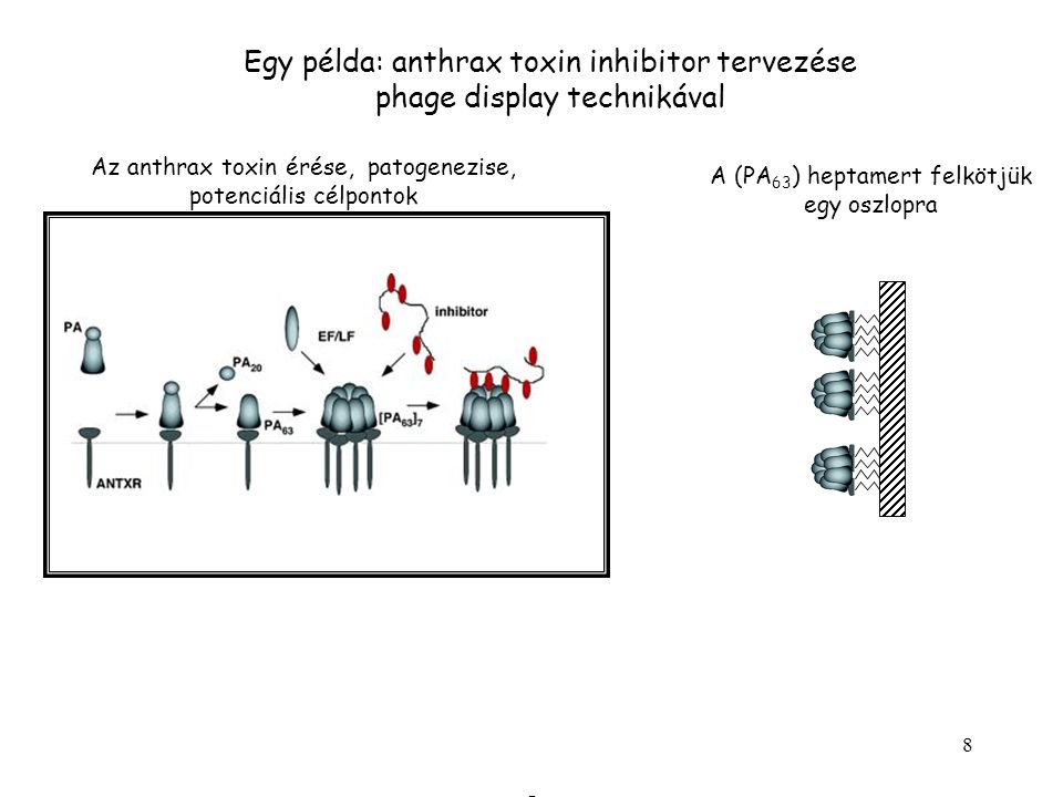 Egy példa: anthrax toxin inhibitor tervezése phage display technikával