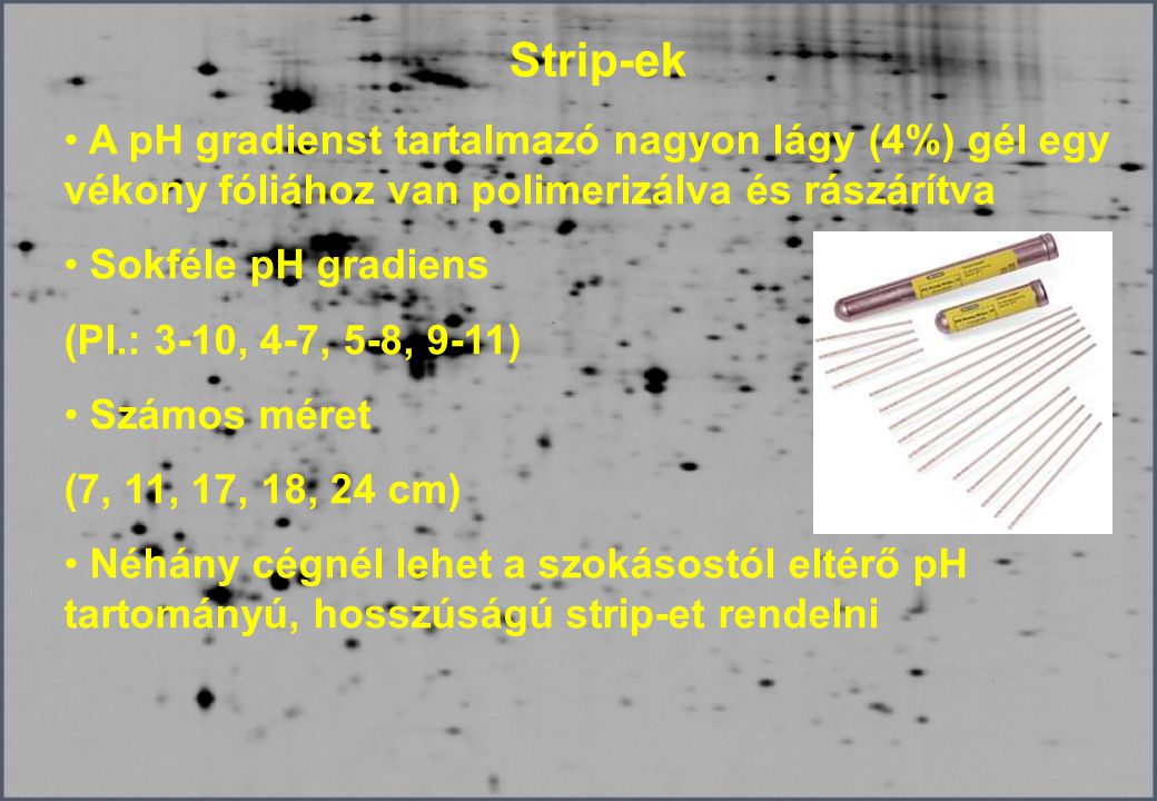 Strip-ek A pH gradienst tartalmazó nagyon lágy (4%) gél egy vékony fóliához van polimerizálva és rászárítva.