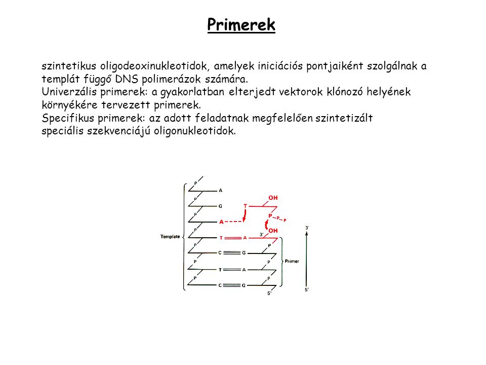 Primerek szintetikus oligodeoxinukleotidok, amelyek iniciációs pontjaiként szolgálnak a. templát függő DNS polimerázok számára.