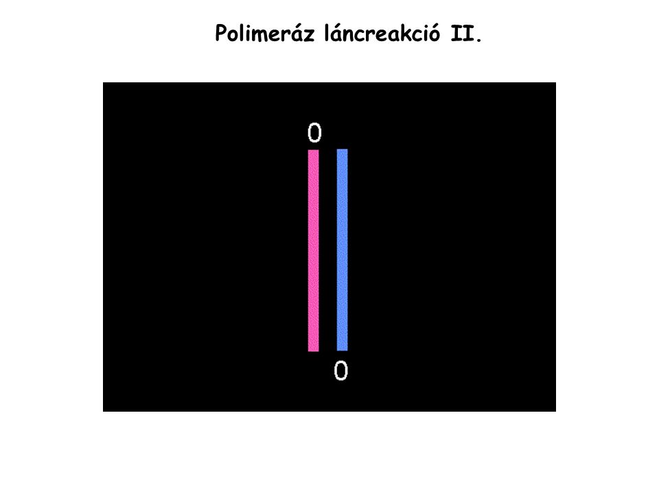 Polimeráz láncreakció II.