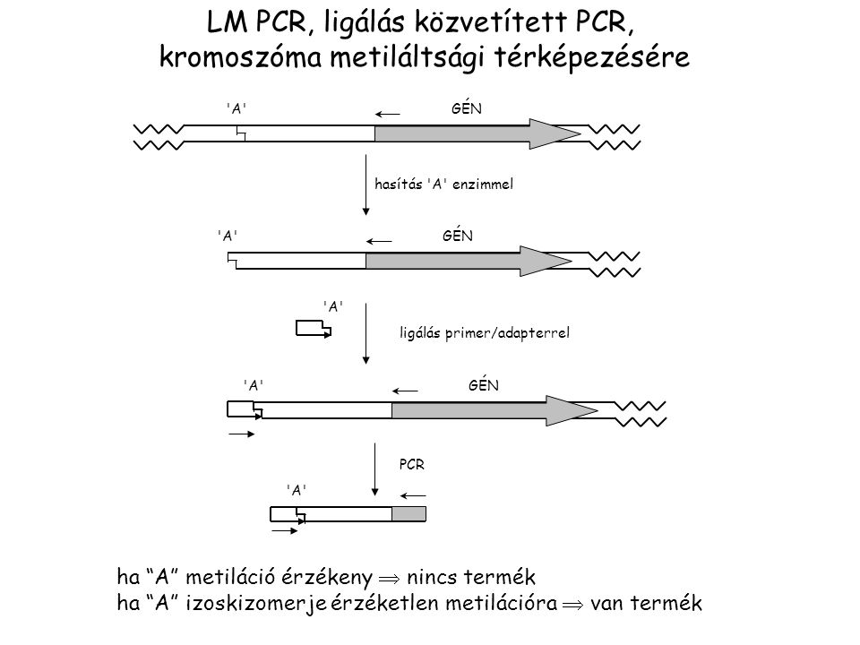LM PCR, ligálás közvetített PCR, kromoszóma metiláltsági térképezésére