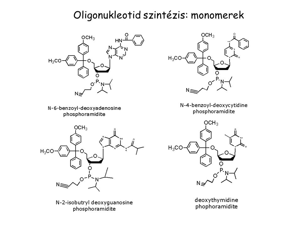 Oligonukleotid szintézis: monomerek