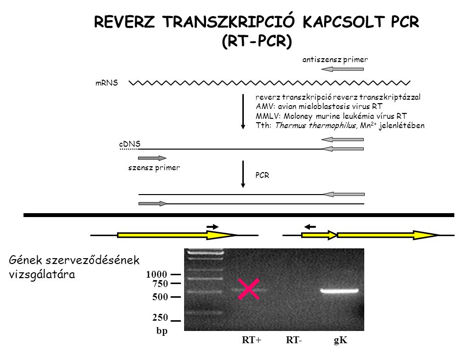 REVERZ TRANSZKRIPCIÓ KAPCSOLT PCR