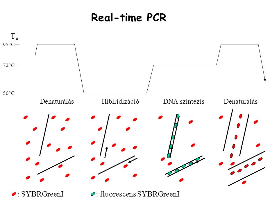 Real-time PCR T : SYBRGreenI : fluorescens SYBRGreenI Denaturálás