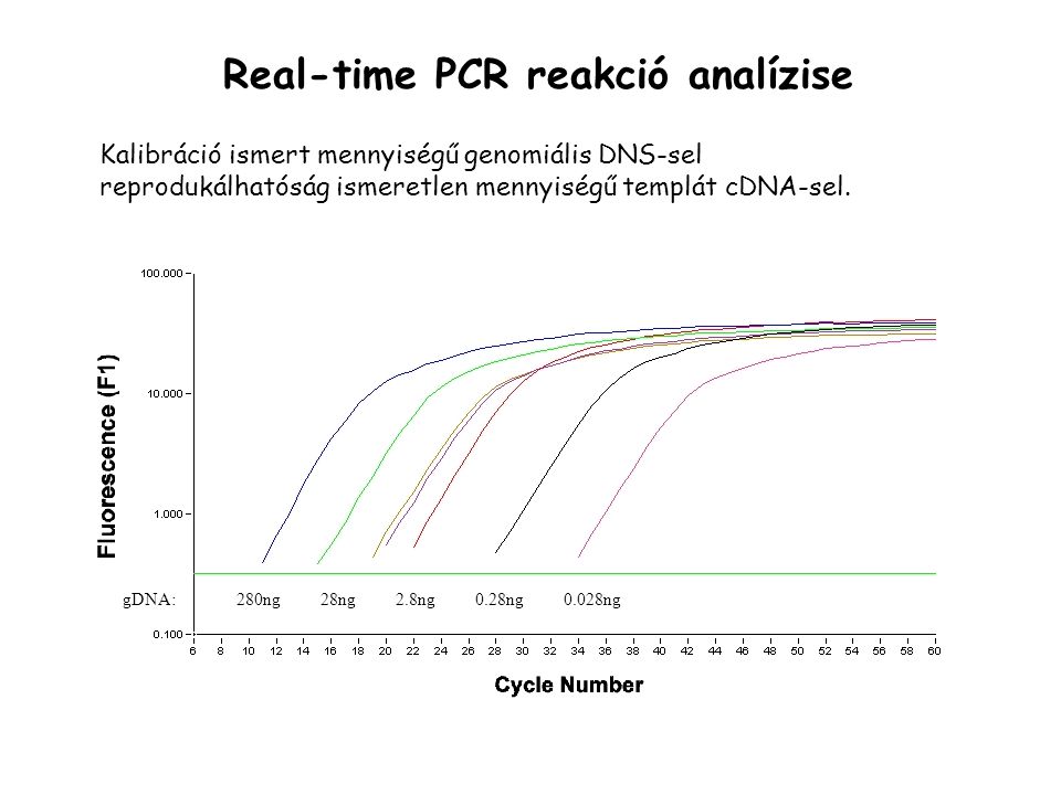 Real-time PCR reakció analízise