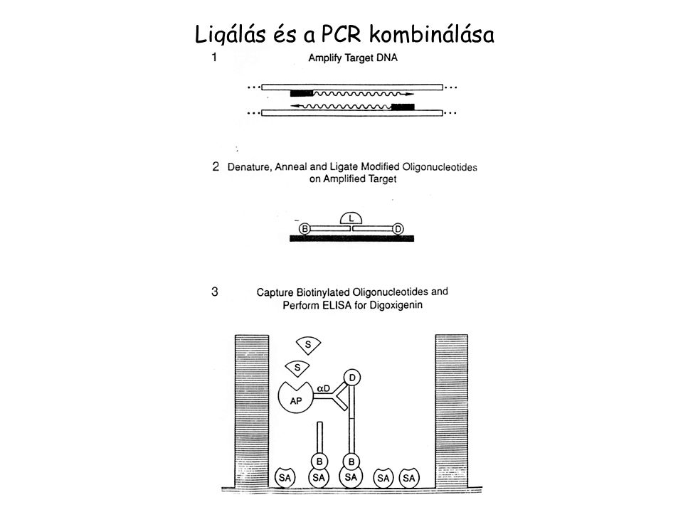 Ligálás és a PCR kombinálása